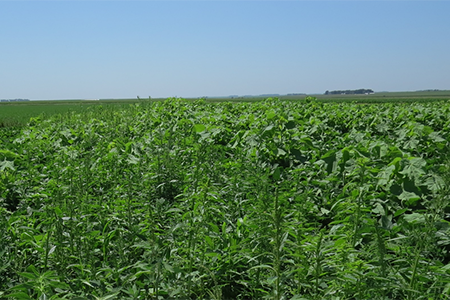 Herbicide Resistance and Weed Management
